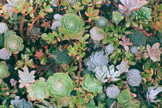 The Ultimate Cacti and Succulent Care Guide - Ivy Nook