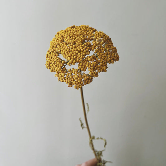 Dried Achillea Parker's Variety, Yellow - Ivy Nook