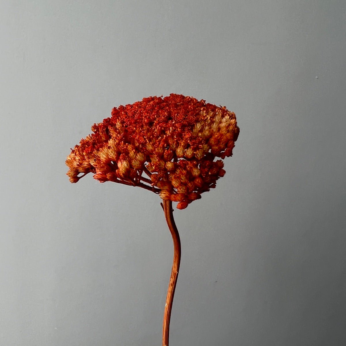 Dried Achillea Stem - Burnt Orange - Ivy Nook