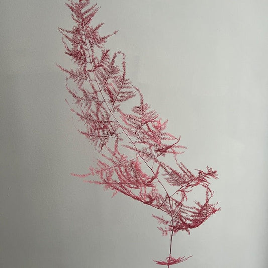 Dried Asparagus Fern - Candy Pink - Ivy Nook