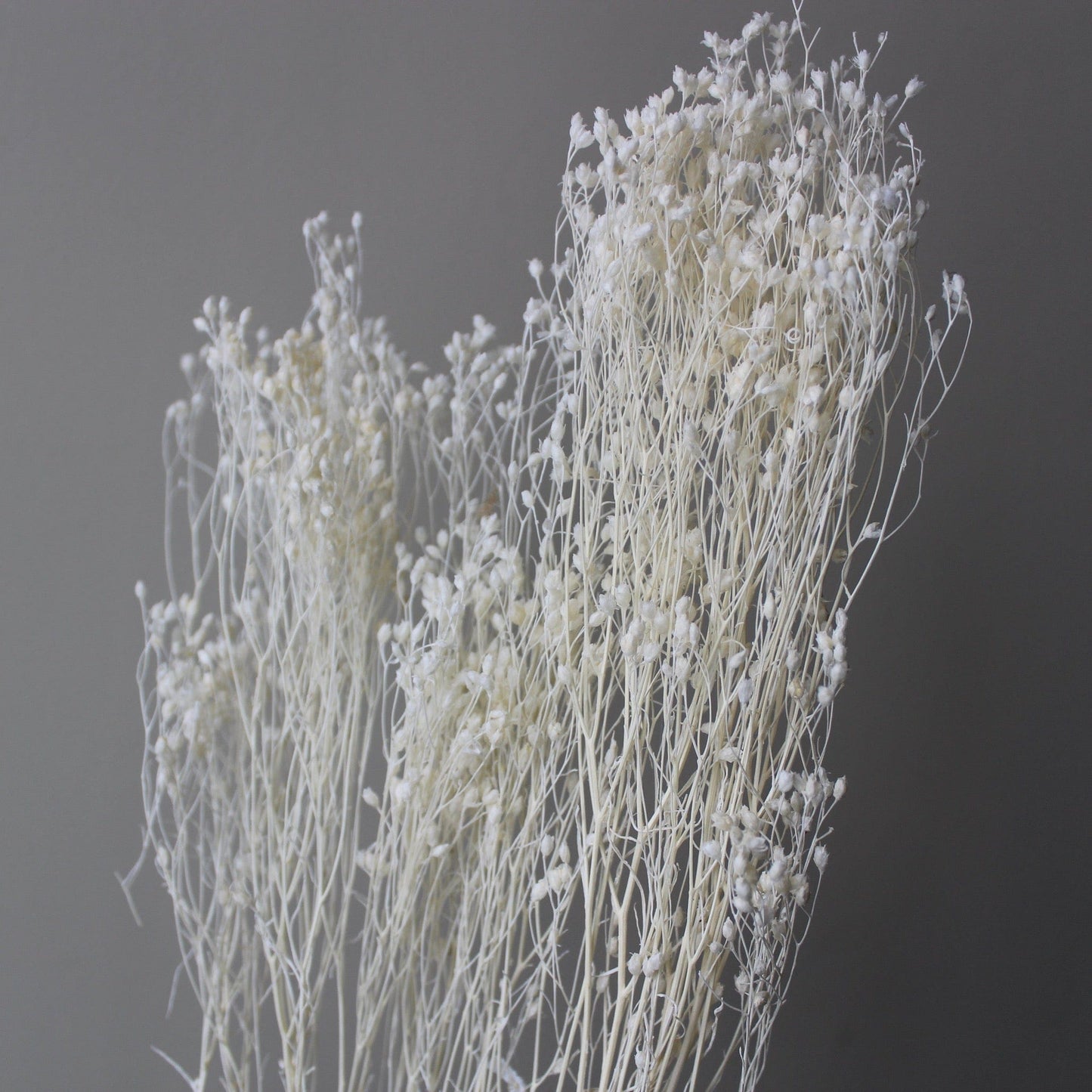 Dried Broom Bloom, Ivory - Ivy Nook