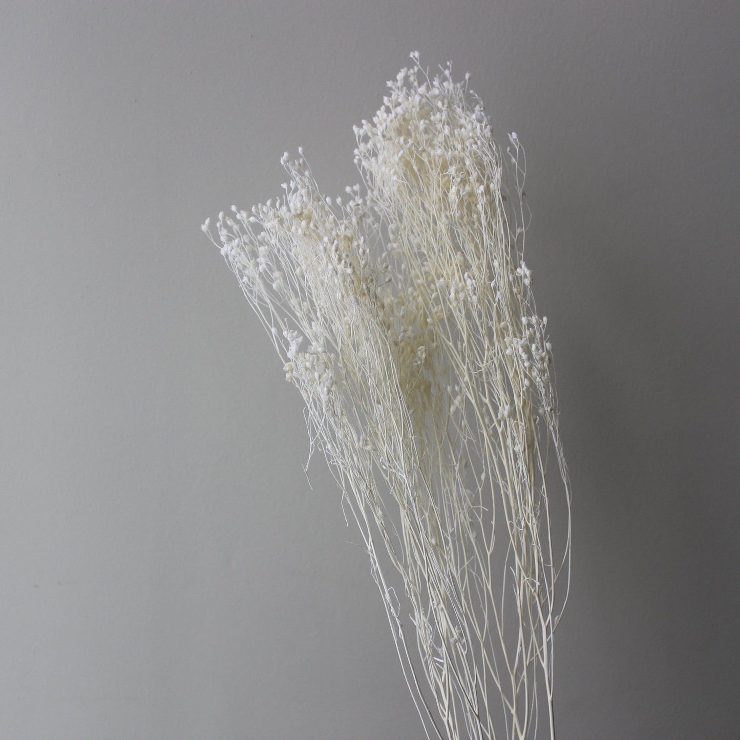 Dried Broom Bloom, Ivory - Ivy Nook