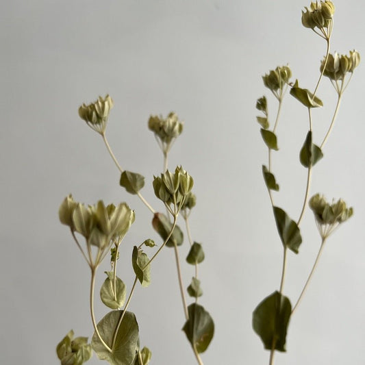 Dried Bupleurum Flowers - Natural Green - Ivy Nook