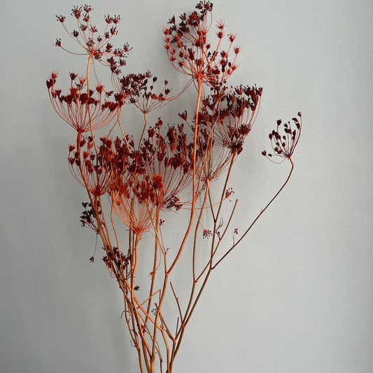 Dried Bupleurum Seed Heads - Dark Orange - Ivy Nook