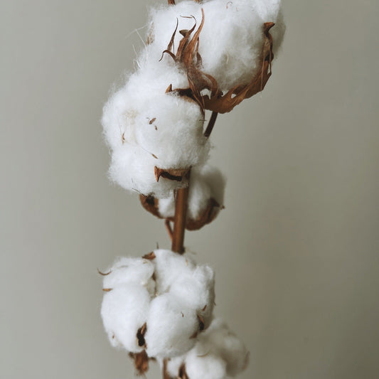 Dried Cotton Stems, Large - Ivy Nook