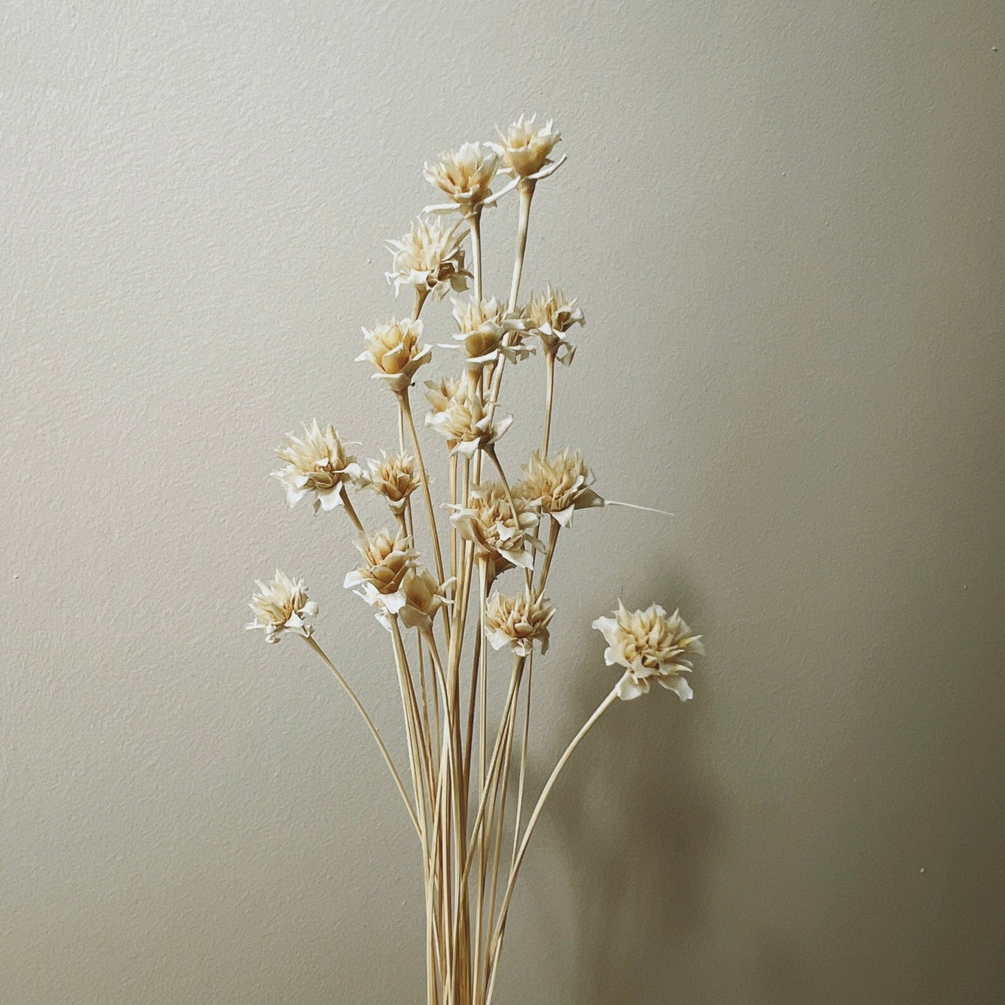 Dried Hill Flower Bunch, Ivory - Ivy Nook