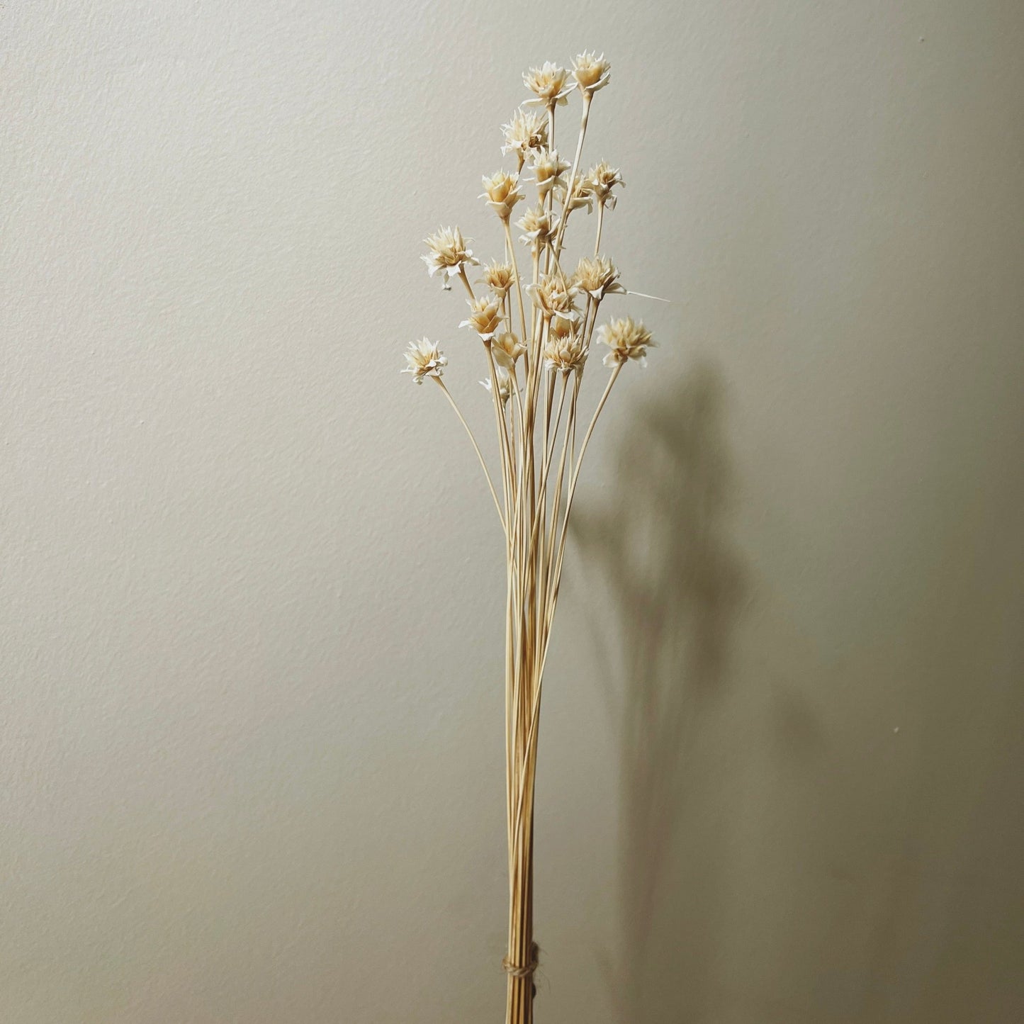 Dried Hill Flower Bunch, Ivory - Ivy Nook