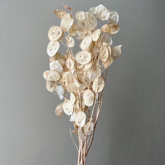 Dried Honesty Bunch - Ivory - Ivy Nook