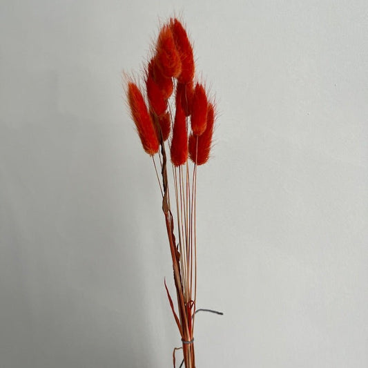 Dried Lagurus Grass, Bunny Tails Bunch - Burnt Orange - Ivy Nook