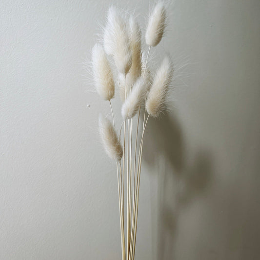 Dried Lagurus Grass/Bunny Tails Bunch, Ivory - Ivy Nook