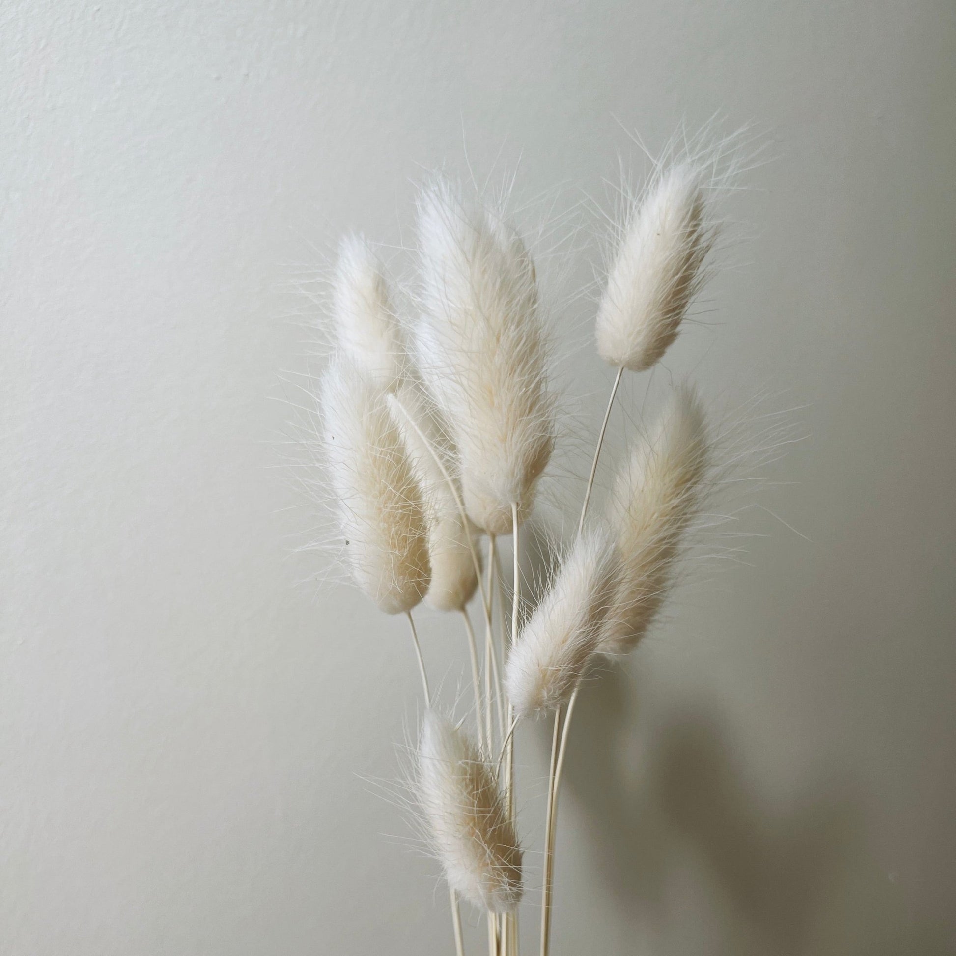 Dried Lagurus Grass/Bunny Tails Bunch, Ivory - Ivy Nook