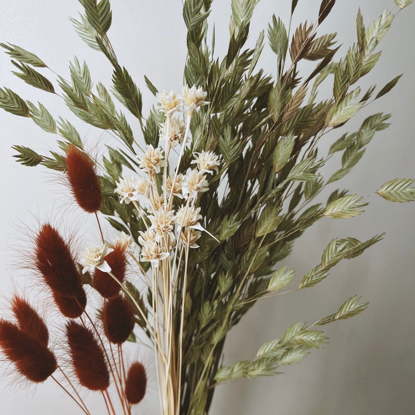 Dried Lagurus Grass/Bunny Tails Bunch, Rust - Ivy Nook