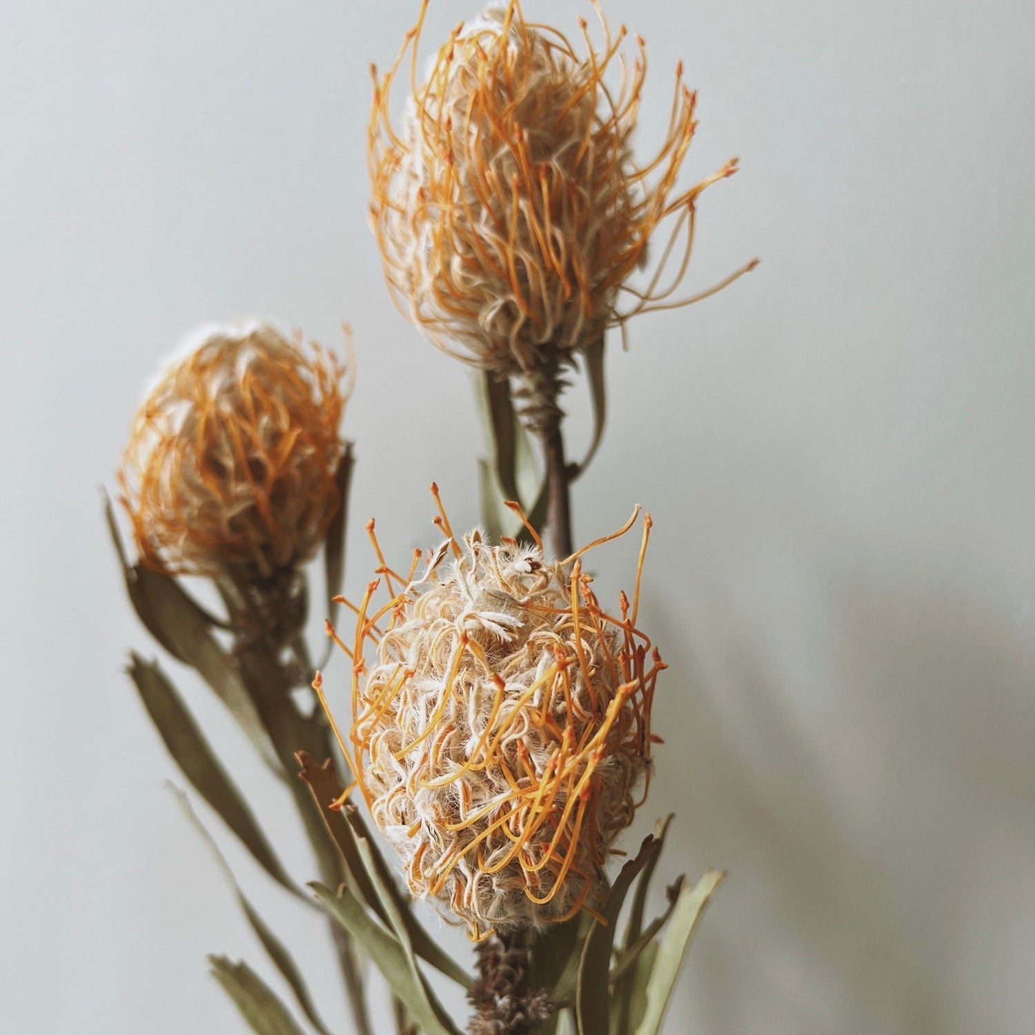 Dried Leucospermum Pincushion Flowers - Ivy Nook