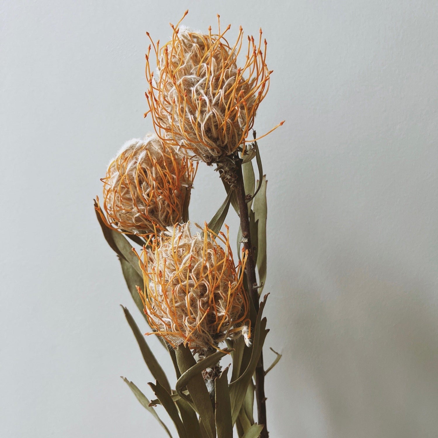 Dried Leucospermum Pincushion Flowers - Ivy Nook