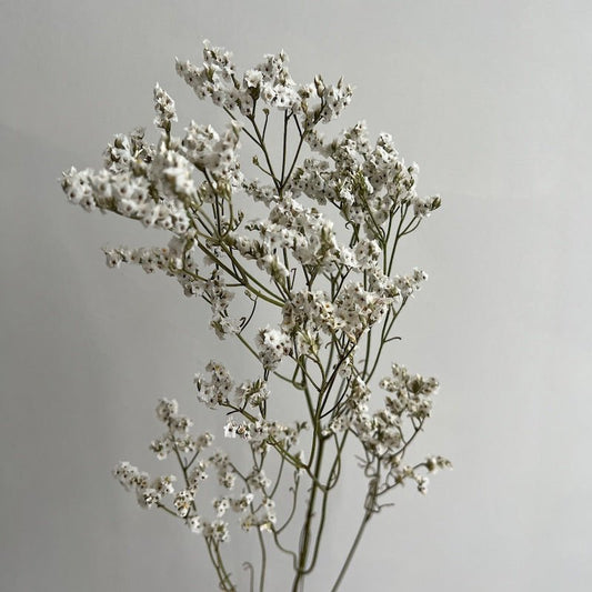 Dried Limonium Sinensis, Sea Lavender - Snowy White - Ivy Nook