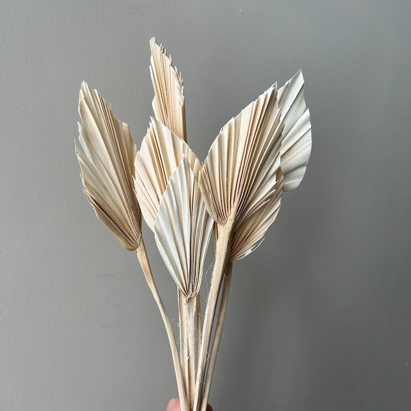 Dried Mini Palm Spears, Bleached Ivory - Ivy Nook