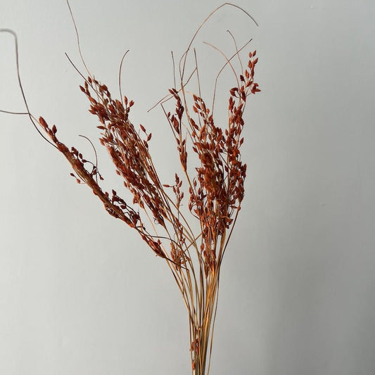Dried Mouse Tail Grass - Burnt Orange - Ivy Nook