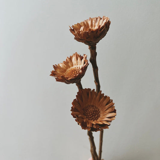 Dried Protea Compacta Rosette Rust - Ivy Nook