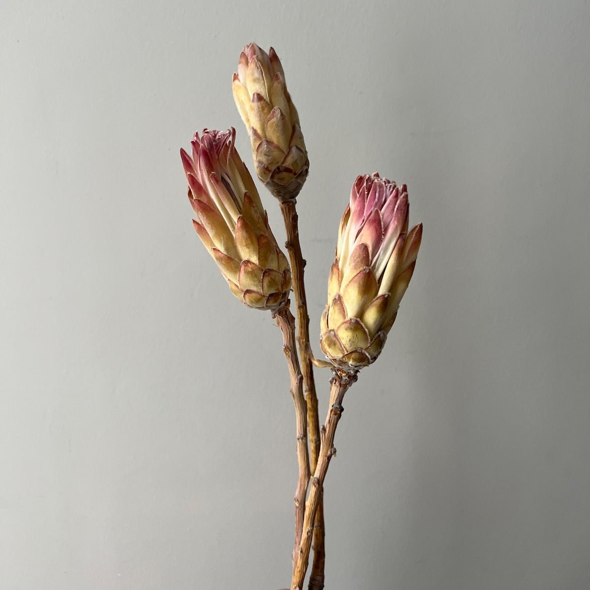 Dried Protea Flowers - Blush Buds - Ivy Nook