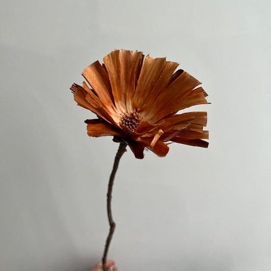 Dried Protea Repens Rosette Flowers - Rust/Cream - Ivy Nook