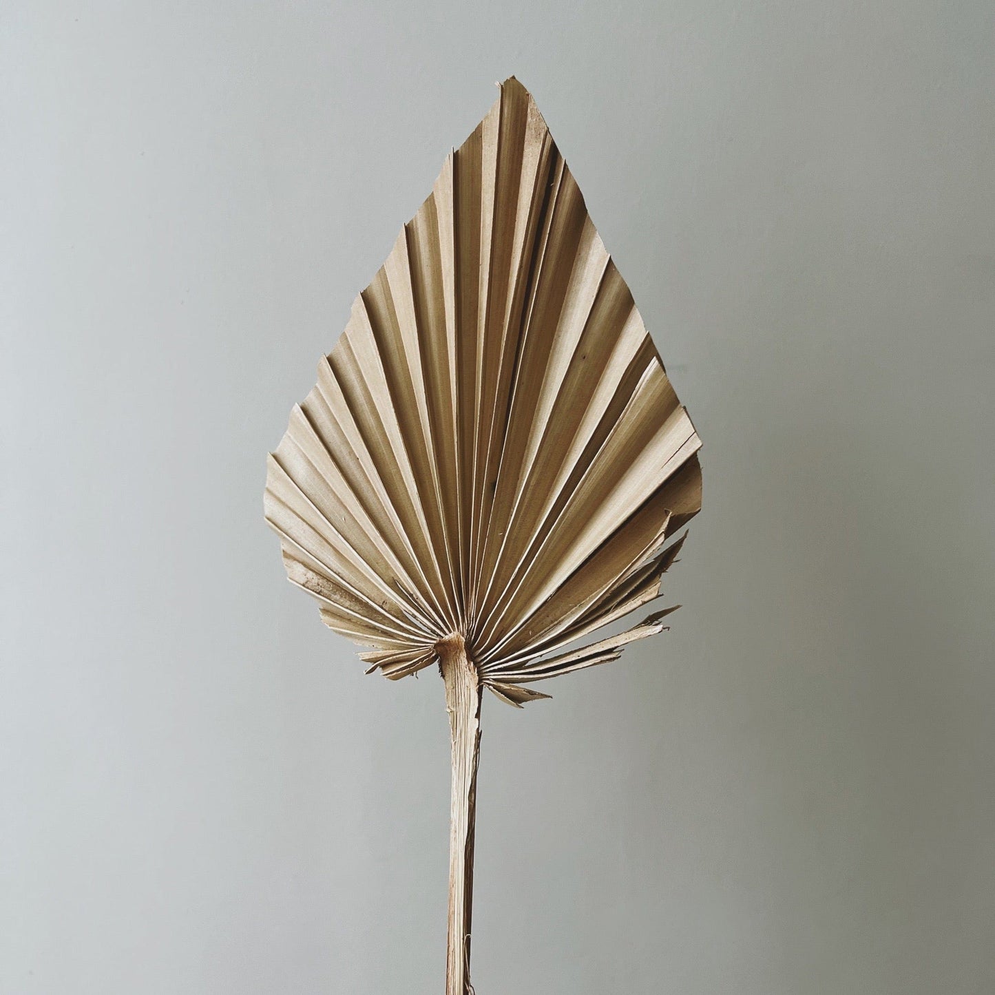 Exotic Sun Dried Palm Spear, Natural - Ivy Nook