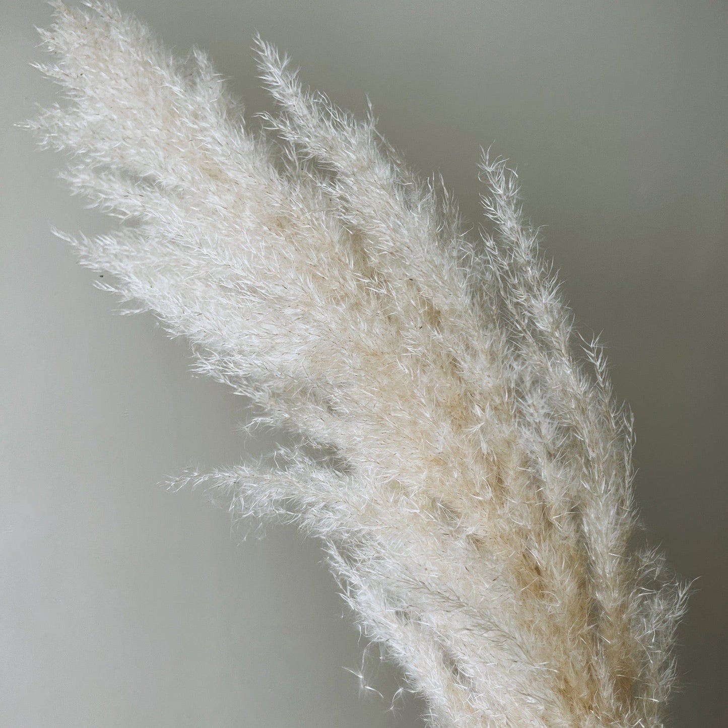 Large Dried Fluffy Pampas Grass, Natural - Ivy Nook