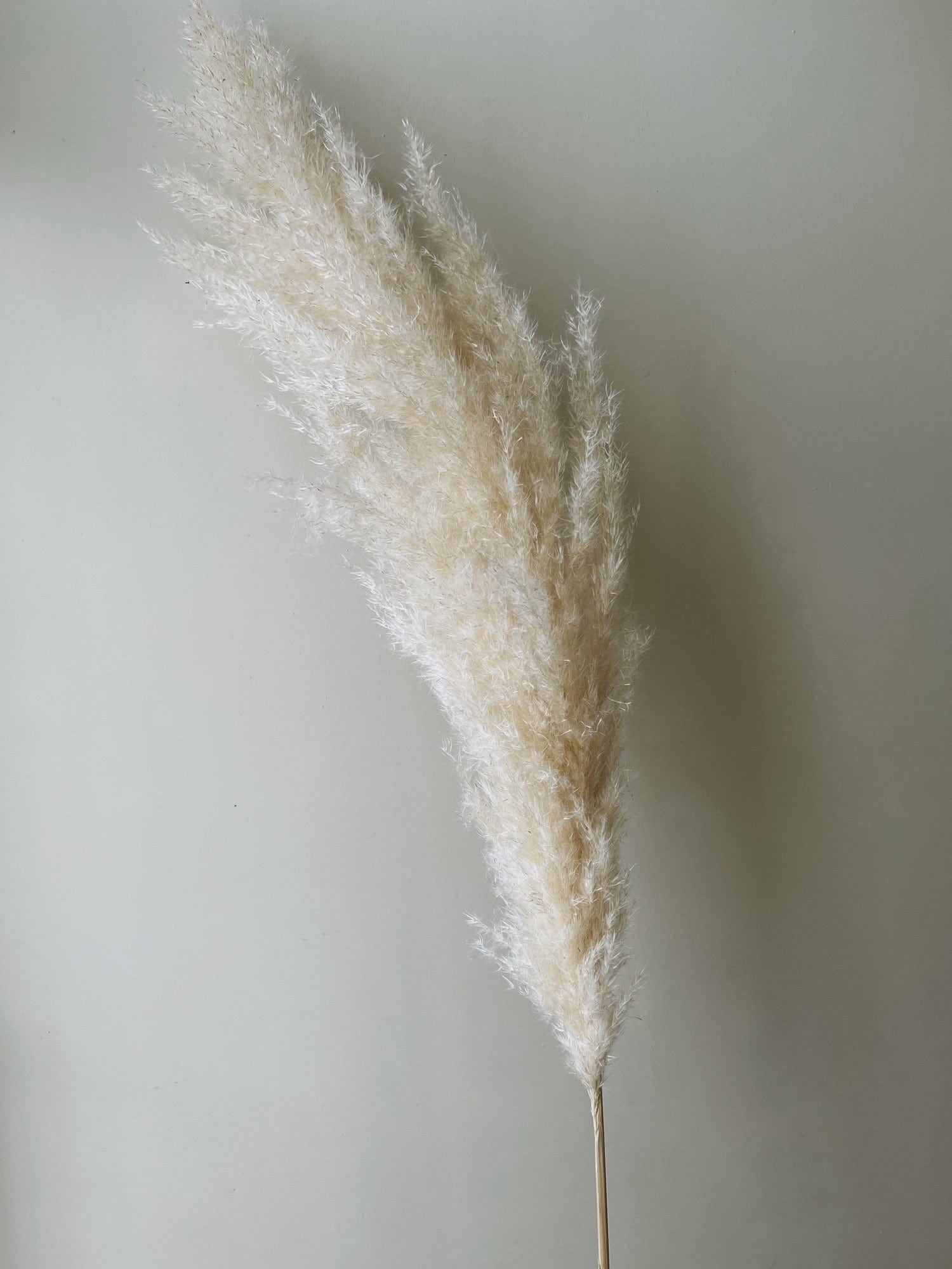 Large Dried Fluffy Pampas Grass, Natural - Ivy Nook
