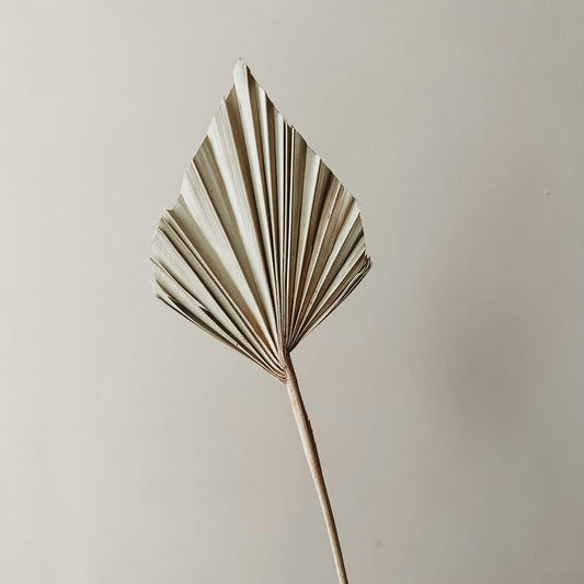 Mini Dried Palm Spear - Ivy Nook