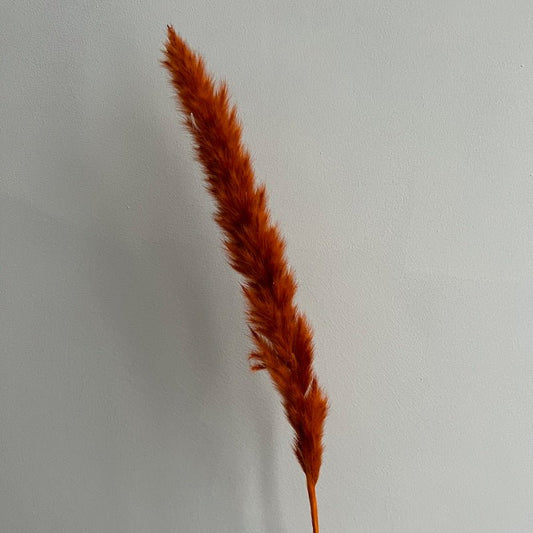 Mini Pampas Grass - Burnt Orange - Ivy Nook