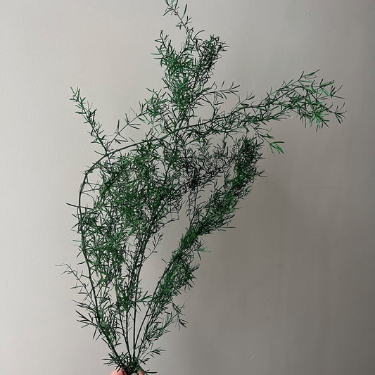 Preserved Asparagus Fern Bunch - Evergreen - Ivy Nook