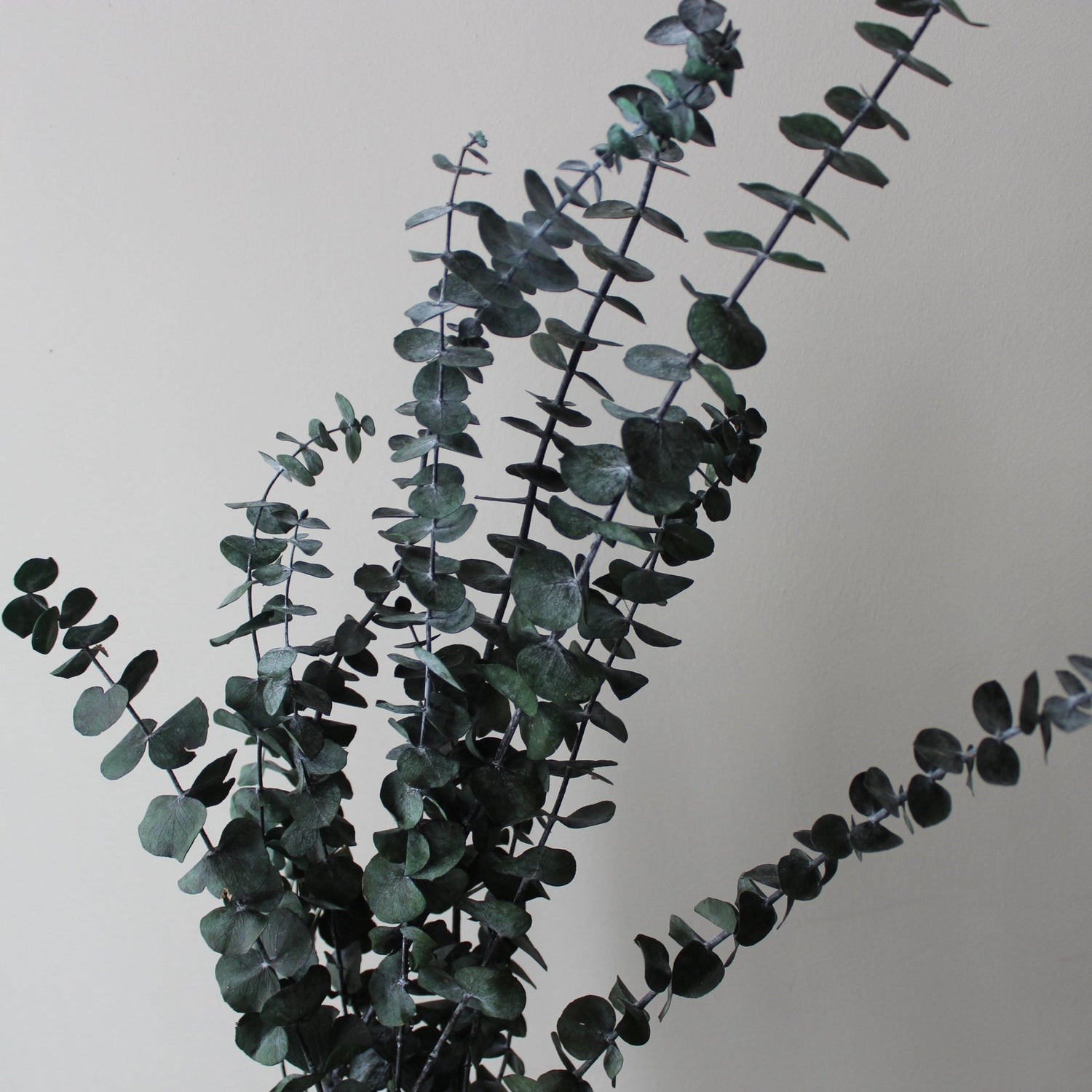 Preserved Eucalyptus Baby Blue - Ivy Nook
