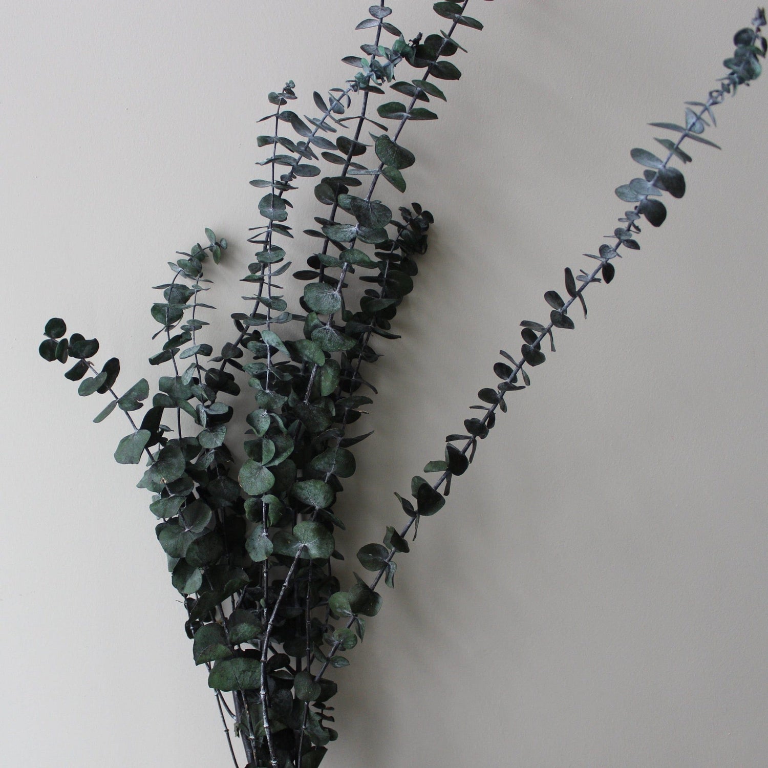 Preserved Eucalyptus Baby Blue - Ivy Nook
